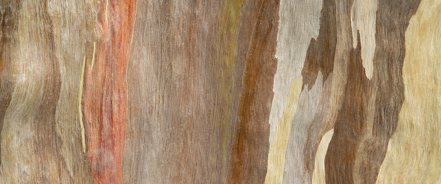 Close up of bark